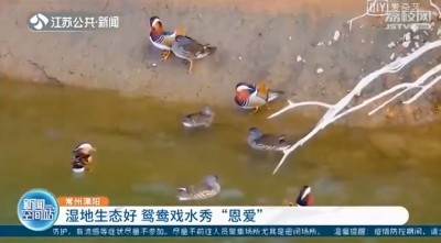暖阳当空 常州溧阳湿地生态好 鸳鸯戏水秀“恩爱” 超清(720P)